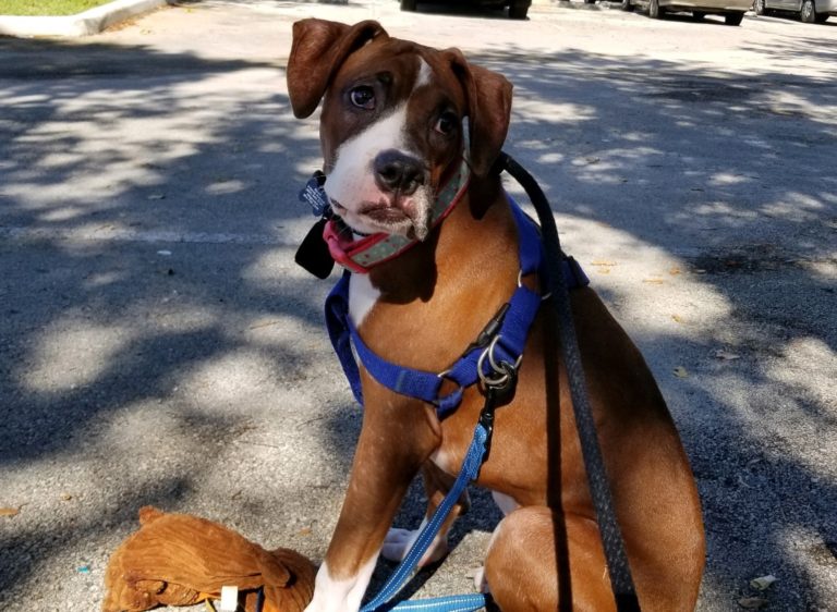 Boxer Friends Inc. GIVING BOXERS A NEW LEASH ON LIFE