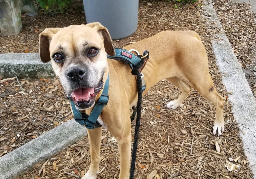Boxer Friends Inc. GIVING BOXERS A NEW LEASH ON LIFE